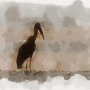 Roda u talogu od kafe u šolji