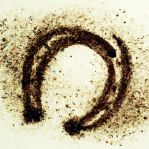 Potkovica u talogu od kafe u šolji