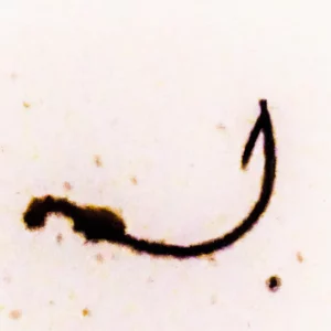 Udica u talogu od kafe u šolji