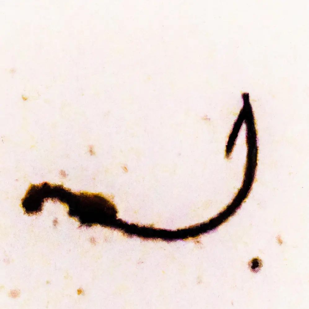 Udica u talogu od kafe u šolji