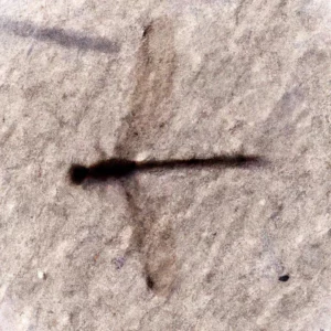 Vilin konjic u talogu od kafe u šolji